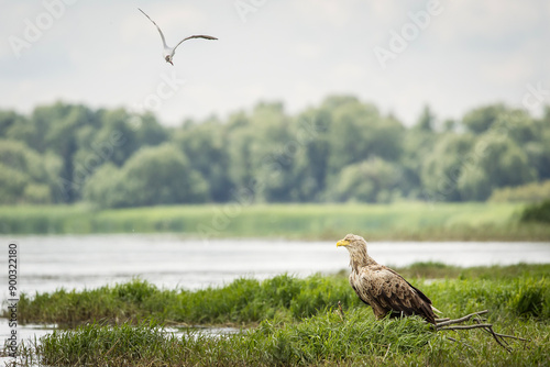 Obraz na płótnie White tailed eagle chased by seagull w salonie