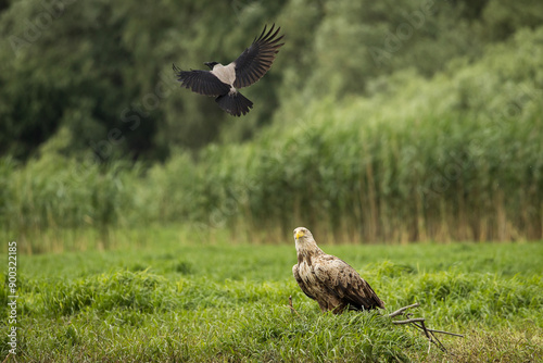 Obraz na płótnie White tailed eagle chased by a craw w salonie