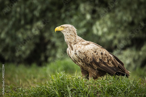 Obraz na płótnie White tailed eagle in wild nature w salonie