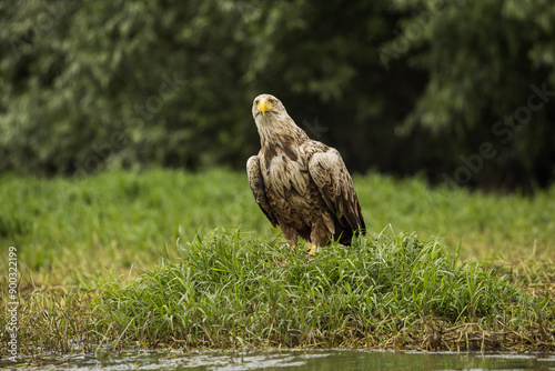 Obraz na płótnie White tailed eagle in wild nature w salonie