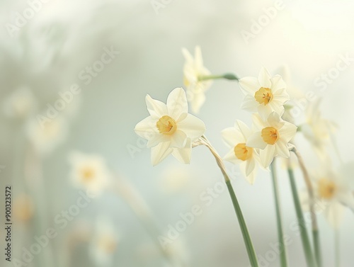 Delicate white daffodils stand tall with subtle bokeh creating a serene backdrop