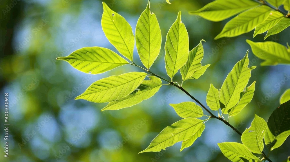 Hickory (Carya): Recognizable by their tough wood and edible nuts, hickory trees have distinctive compound leaves and shaggy bark, providing both strength and beauty.
Hickory (Carya): Recognizable by their tough wood and edible nuts, hickory trees have distinctive compound leaves and shaggy bark, providing both strength and beauty.