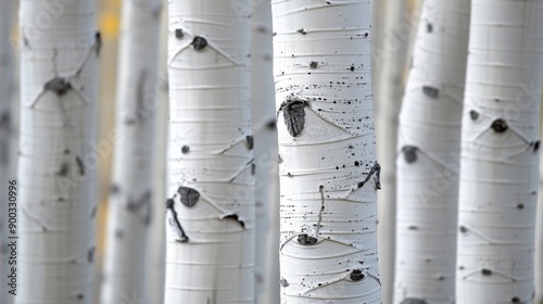 Aspen (Populus tremuloides): Identified by their quaking leaves and white bark, aspens create expansive clonal colonies, forming striking and cohesive forest communities.
 photo