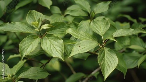 Dogwood (Cornus): Celebrated for their vibrant spring blossoms and unique bark, dogwoods feature simple leaves and yield striking red or white berries. 