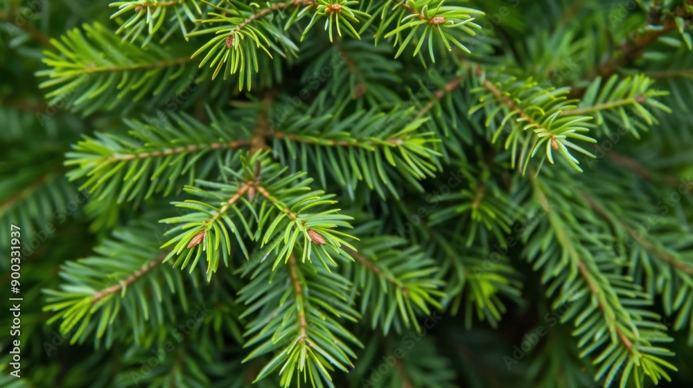 Hemlock (Tsuga): Featuring short needles and small cones, these shade-tolerant evergreens are important for their timber. Hemlocks adapt well to different forest conditions.
Hemlock (Tsuga): Featuring short needles and small cones, these shade-tolerant evergreens are important for their timber. Hemlocks adapt well to different forest conditions.