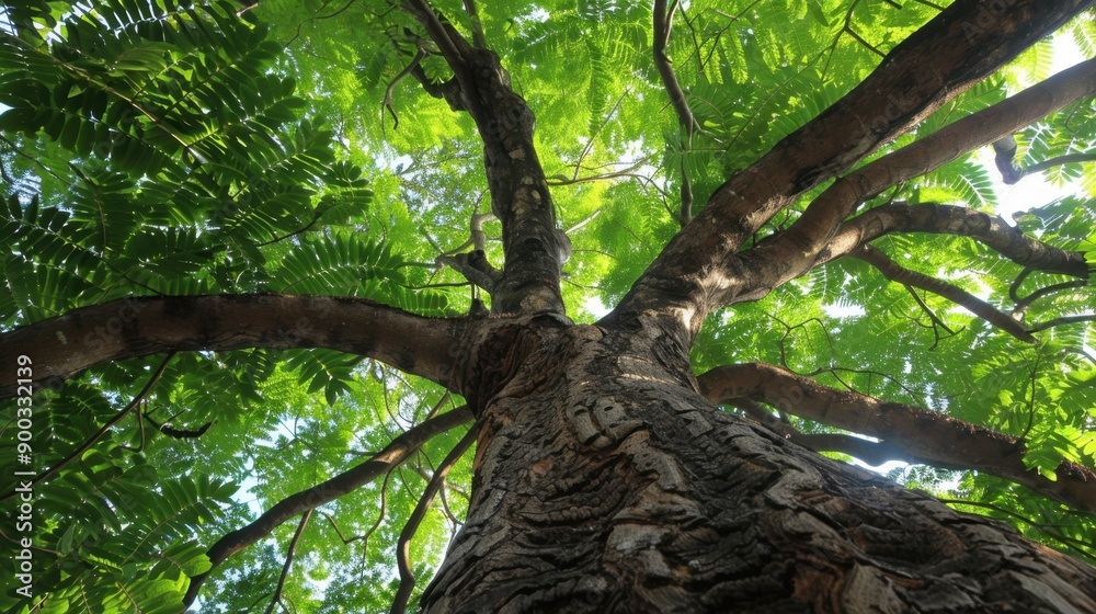 Fototapeta premium Teak (Tectona grandis): Tropical trees with large leaves, teak is valued for its premium timber, making it ideal for furniture and shipbuilding due to its resilience and beauty. 