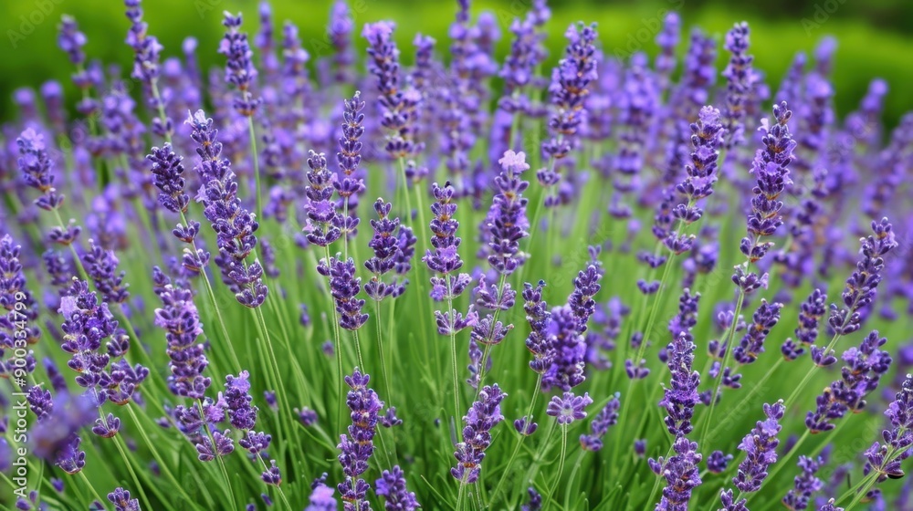 Lavender: Known for its calming fragrance, lavender represents serenity, grace, and tranquility, often used in aromatherapy to create a peaceful and soothing environment.
