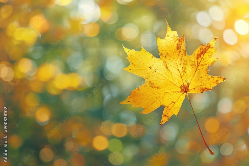A single yellow leaf with a blurred background
