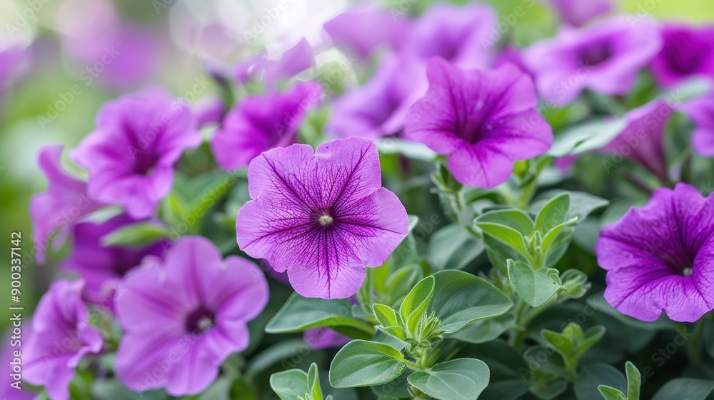 Petunia: With their bold, enduring blooms, petunias represent both anger and tranquility. They bring a vibrant, comforting presence to garden spaces.
Petunia: With their bold, enduring blooms, petunias represent both anger and tranquility. They bring a vibrant, comforting presence to garden spaces.