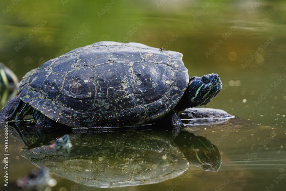 Spanish Turtle Trachemys decorata taking sunbath Spanish Turtle Trachemys decorata taking sunbath