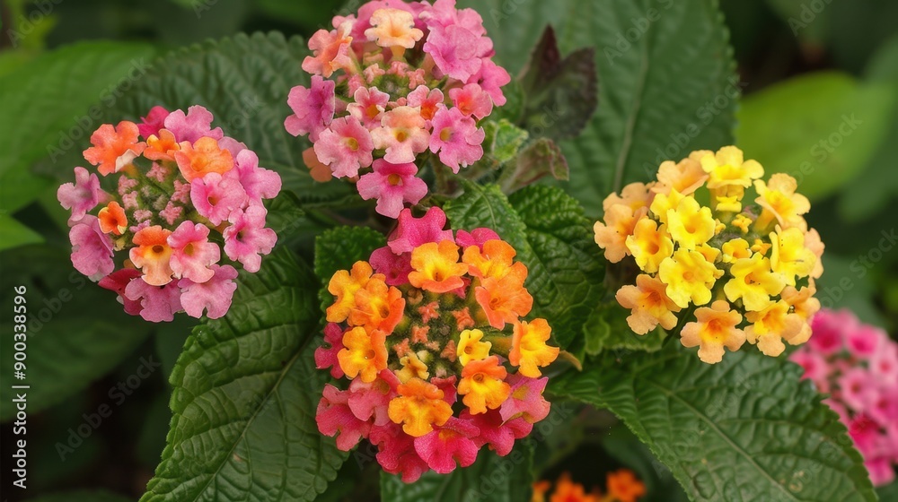 Lantana: With their bold colors and robust growth, lantanas symbolize tenacity and resilience. They excel as both garden plants and ground cover, enhancing outdoor spaces.
Lantana: With their bold colors and robust growth, lantanas symbolize tenacity and resilience. They excel as both garden plants and ground cover, enhancing outdoor spaces.