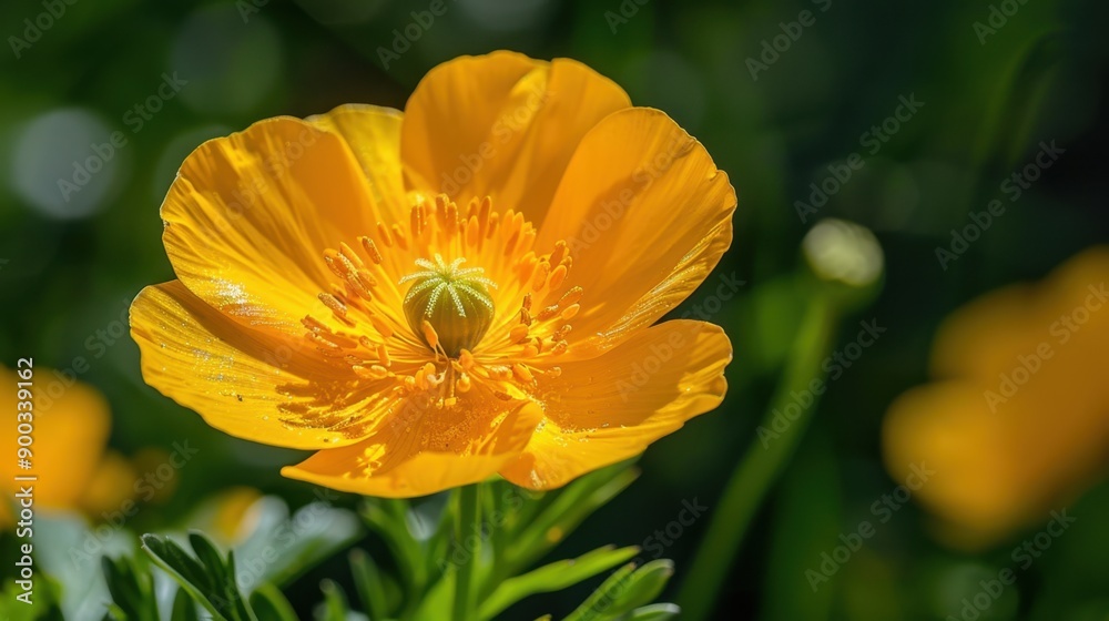 Buttercup: With their bright, playful flowers, buttercups signify childishness and cheerfulness. They bring a joyful, sunny vibe to meadows and garden settings.
Buttercup: With their bright, playful flowers, buttercups signify childishness and cheerfulness. They bring a joyful, sunny vibe to meadows and garden settings.