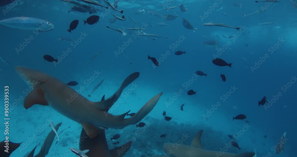 Group of Nurse sharks underwater with fishes in blue ocean. Sharks in tropical sea Group of Nurse sharks underwater with fishes in blue ocean. Sharks in tropical sea