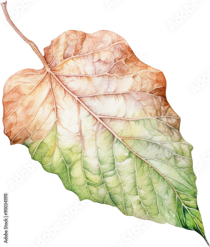 dry leaf in fall autumn leaves weather warm picnic vacation in park natural tree environment sadness aesthetic holidays oak golden outdoor red watercolor cilpart