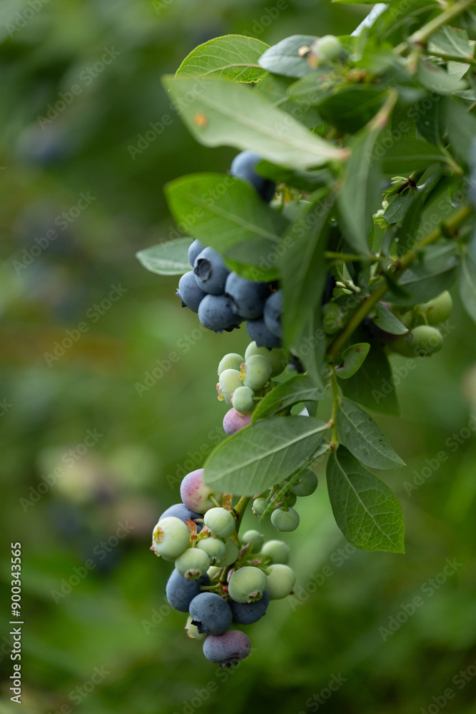 Healthy blueberry bush growing in the organic garden. Beautiful summer scenery of Latvia, Northern Europe. Healthy blueberry bush growing in the organic garden. Beautiful summer scenery of Latvia, Northern Europe.