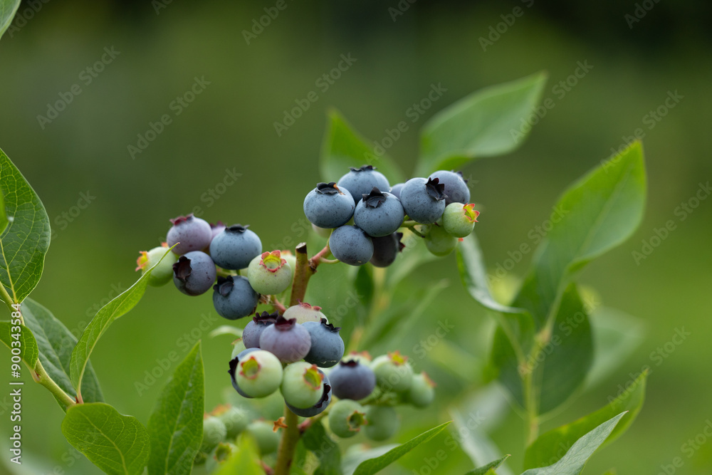 Healthy blueberry bush growing in the organic garden. Beautiful summer scenery of Latvia, Northern Europe. Healthy blueberry bush growing in the organic garden. Beautiful summer scenery of Latvia, Northern Europe.