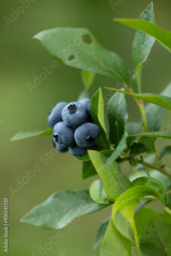 Vertical picture of organic blueberries growing in the garden. Beautiful summer scenery of Latvia, Northern Europe.