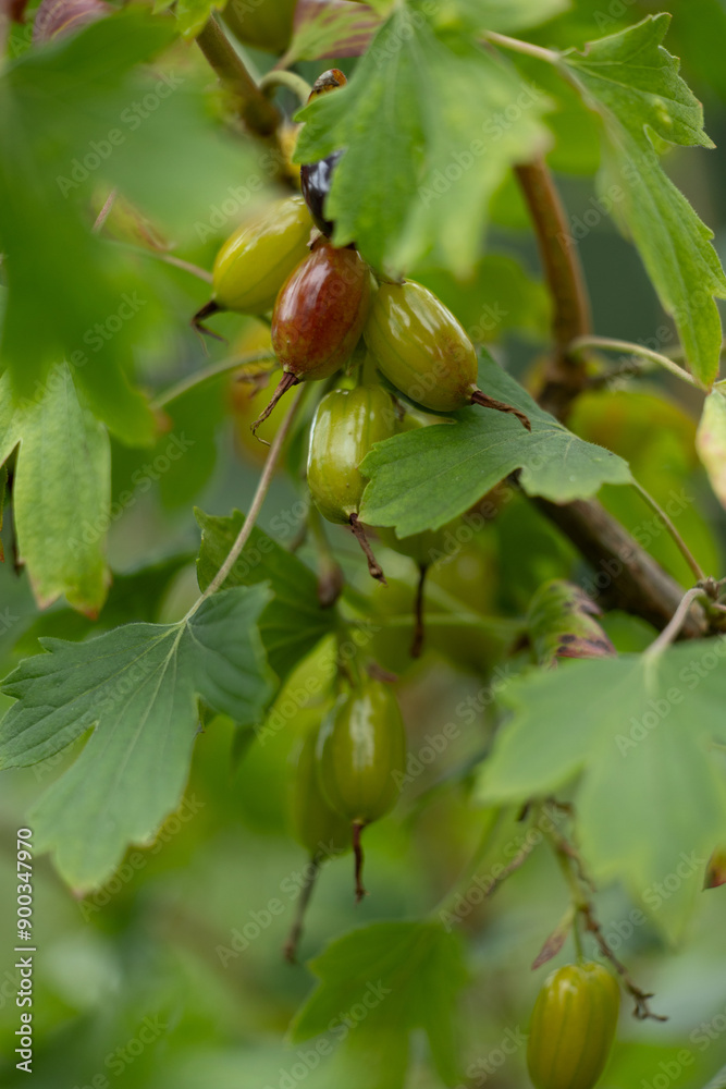 Obraz premium Golden currant ribes aureum bush with berries groving in the garden. Beautiful summer scenery of Latvia, Northern Europe.