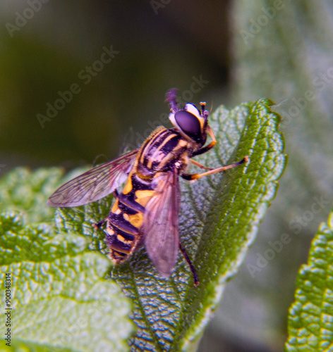 helophilus on a green leaf photo