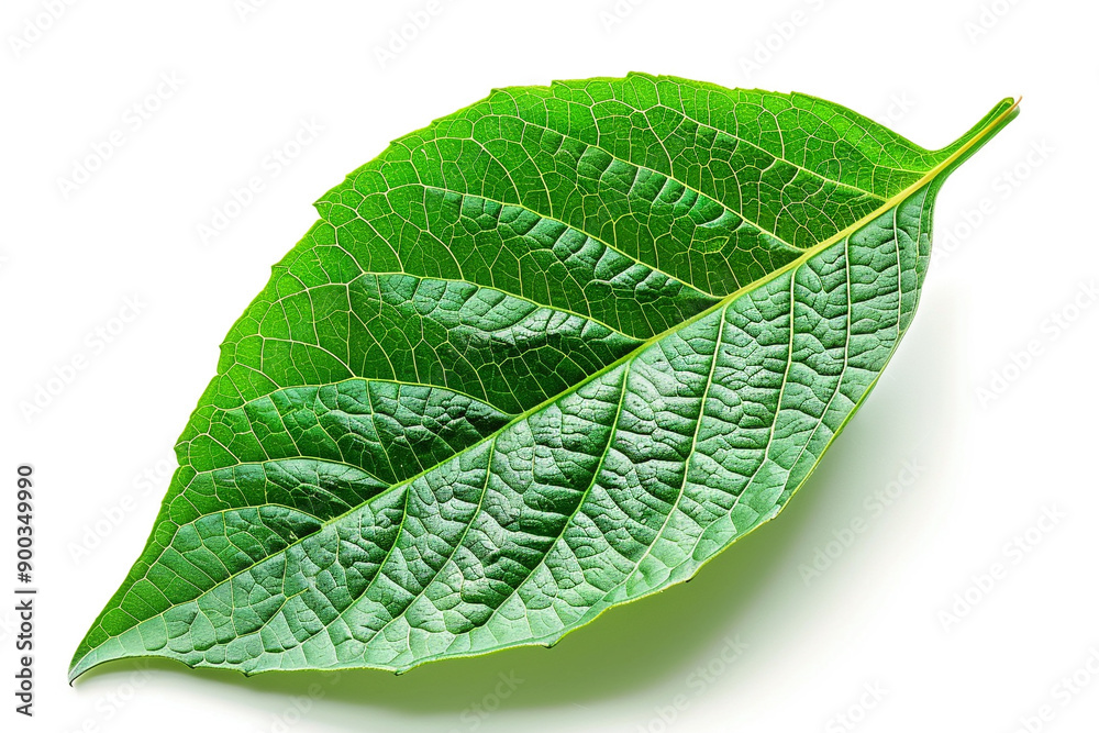 Obraz premium Green leaf isolated on white background