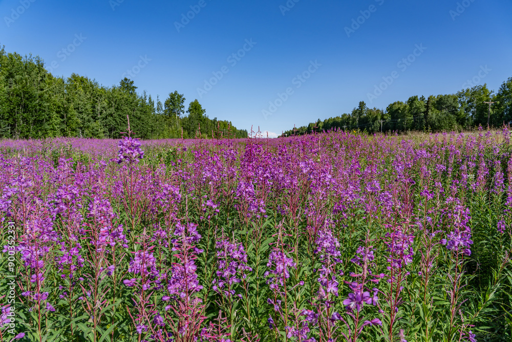Chamaenerion angustifolium is a perennial herbaceous flowering plant in the willowherb family Onagraceae. fireweed, rosebay willowherb. Parks Hwy, Willow, Alaska. Denali is the highest mountain peak Chamaenerion angustifolium is a perennial herbaceous flowering plant in the willowherb family Onagraceae. fireweed, rosebay willowherb. Parks Hwy, Willow, Alaska. Denali is the highest mountain peak