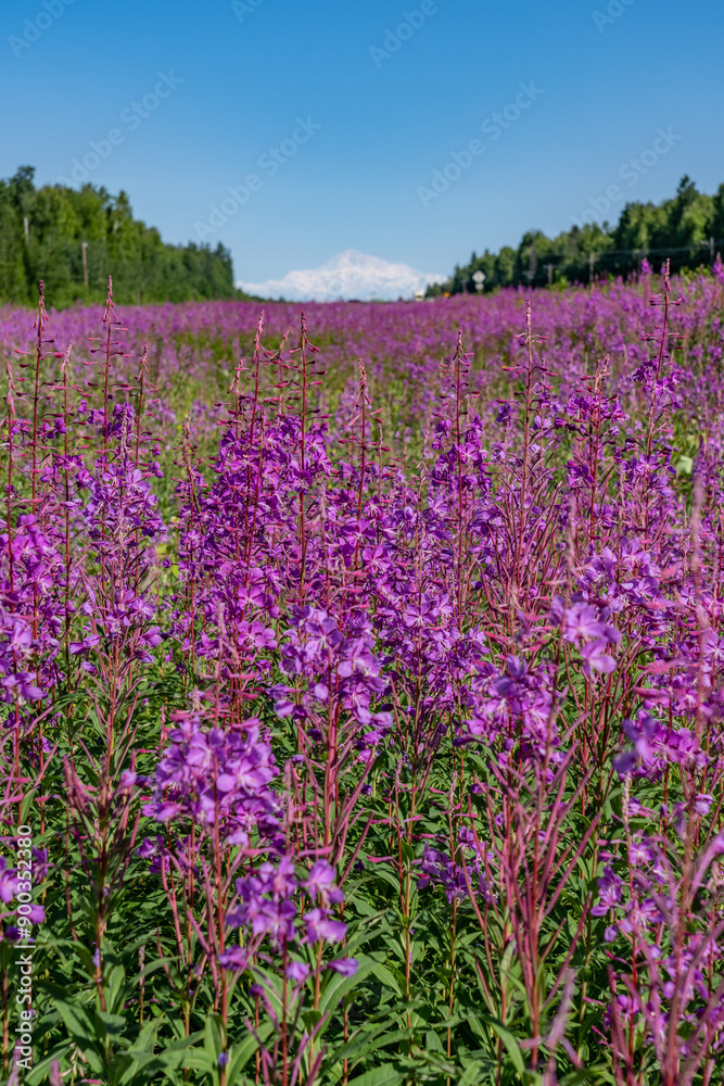 Chamaenerion angustifolium is a perennial herbaceous flowering plant in the willowherb family Onagraceae. fireweed, rosebay willowherb. Parks Hwy, Willow, Alaska. Denali is the highest mountain peak Chamaenerion angustifolium is a perennial herbaceous flowering plant in the willowherb family Onagraceae. fireweed, rosebay willowherb. Parks Hwy, Willow, Alaska. Denali is the highest mountain peak