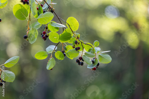 Beautiful saskatoon berries in the sunny forest. Dwarf serviceberry, shadbush, juneberry. Beautiful summer scenery of Latvia, Northern Europe. photo