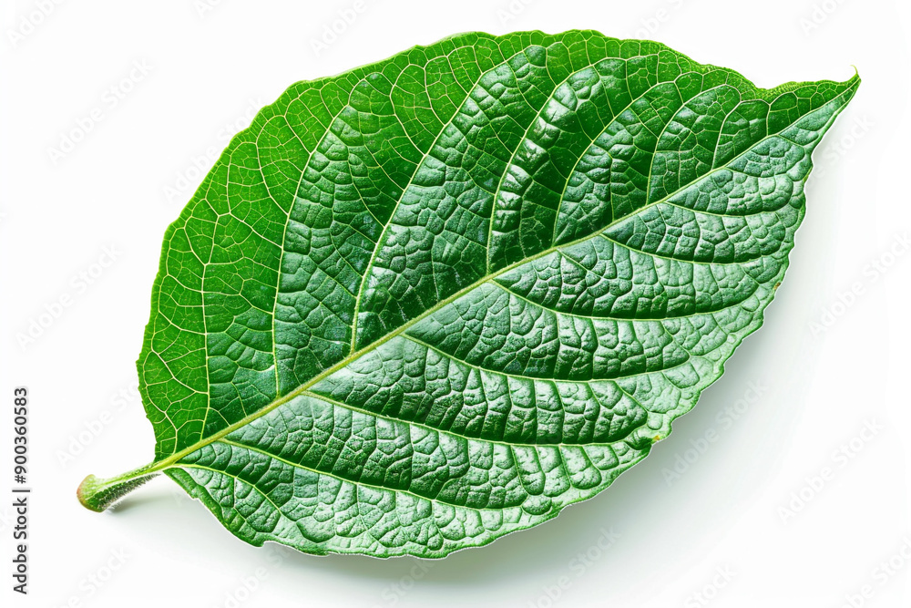Obraz premium Green leaf isolated on white background