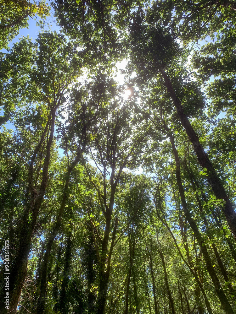 Fototapeta premium view from below of sunlight breaking through green tree crowns, summer forest landscape