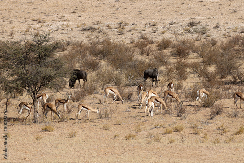 Wildebeest and springbok grazing on a Kalahari dune in Kgalgadi Reserve, South Africa