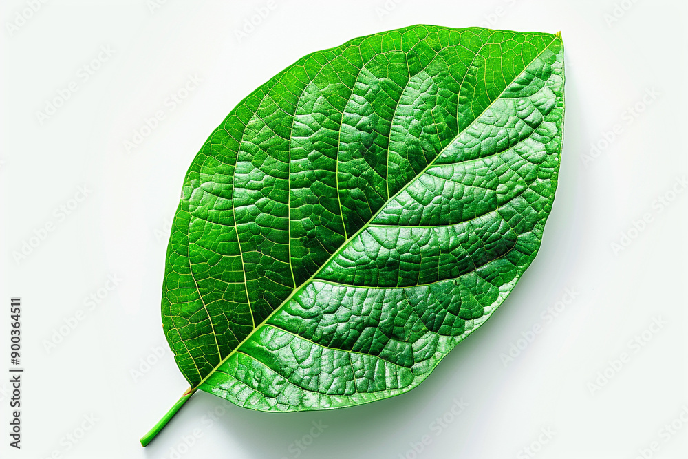 Obraz premium Green leaf isolated on white background