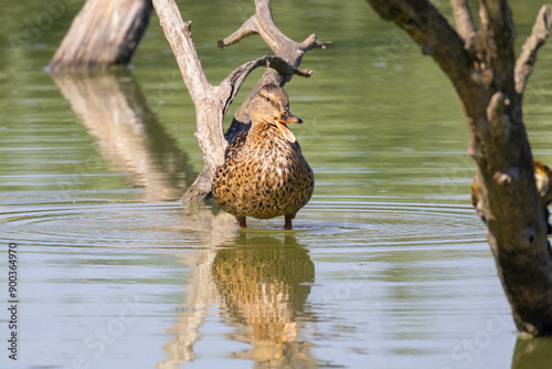 GERMANO REALE FEMMINA OASI NATURALISTICA photo