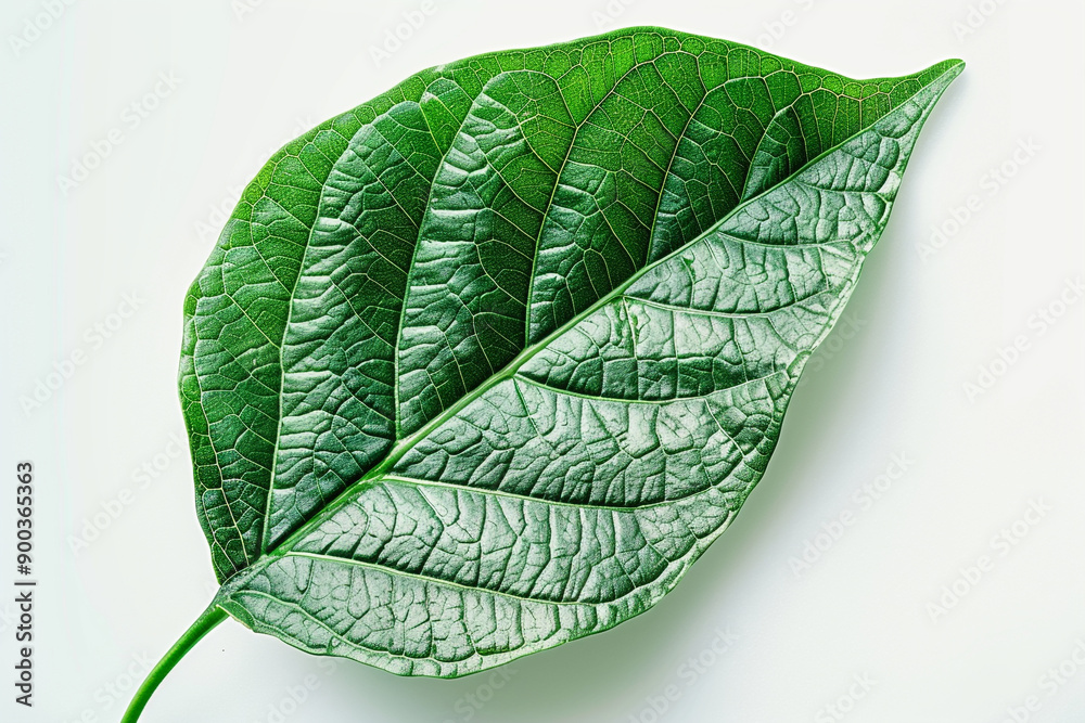 Obraz premium Green leaf isolated on white background