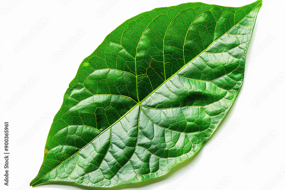 Obraz premium Green leaf isolated on white background