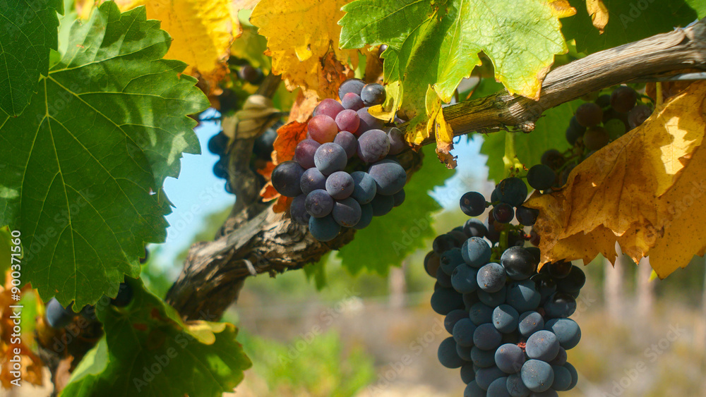 beautiful large ripe bunches of grapes, French winemaking, Europe, harvest, grapes close-up, bright, tasty, rich, agriculture, fruit, bio, farming beautiful large ripe bunches of grapes, French winemaking, Europe, harvest, grapes close-up, bright, tasty, rich, agriculture, fruit, bio, farming