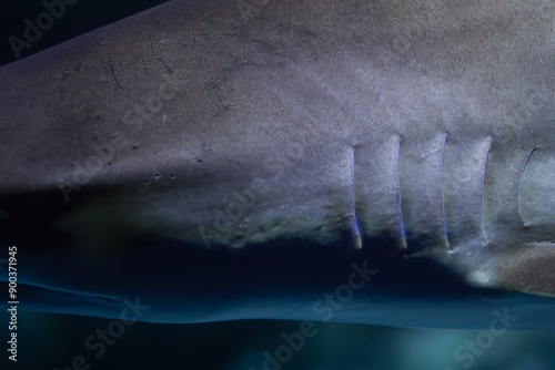 Close-up of a shark's skin and gill slits, highlighting the detailed texture and structure. Ideal for educational materials on marine biology and shark anatomy.