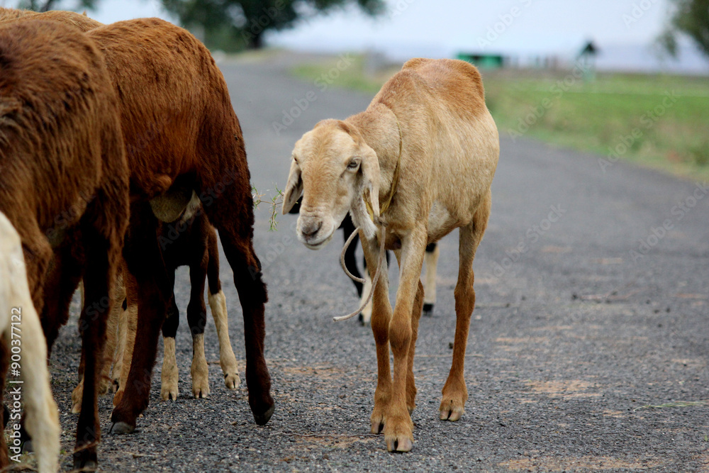 Fototapeta premium close up shot of goats on road beside farm land