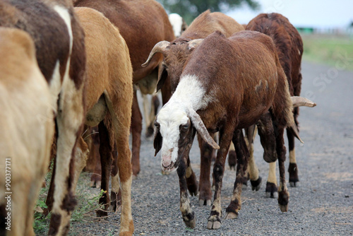 close up shot of goats on road beside farm land