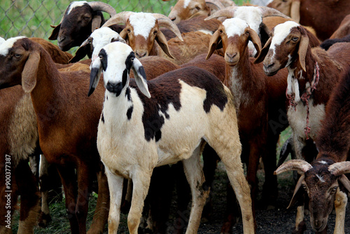 close up shot of goats on road beside farm land