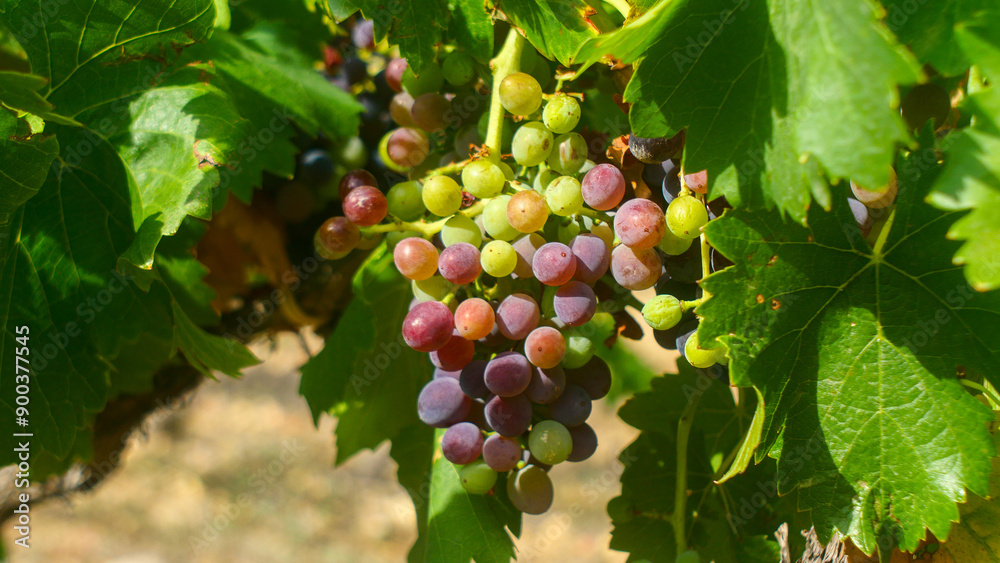 beautiful large ripening bunches of grapes, green, purple, red, French winemaking, Europe, harvest, close-up grapes, bright, tasty, rich, agriculture, fruit, bio, farming beautiful large ripening bunches of grapes, green, purple, red, French winemaking, Europe, harvest, close-up grapes, bright, tasty, rich, agriculture, fruit, bio, farming
