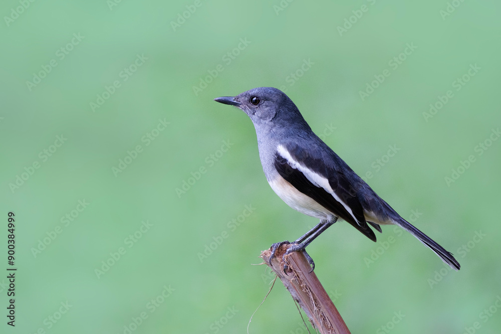 Oriental magpie-robin, Copsychus saularis in Thailand Oriental magpie-robin, Copsychus saularis in Thailand