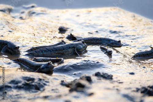 Fotografija Mudskippers, Boddarts goggle-eyed goby in Thailand, Boleophthalmus boddarti