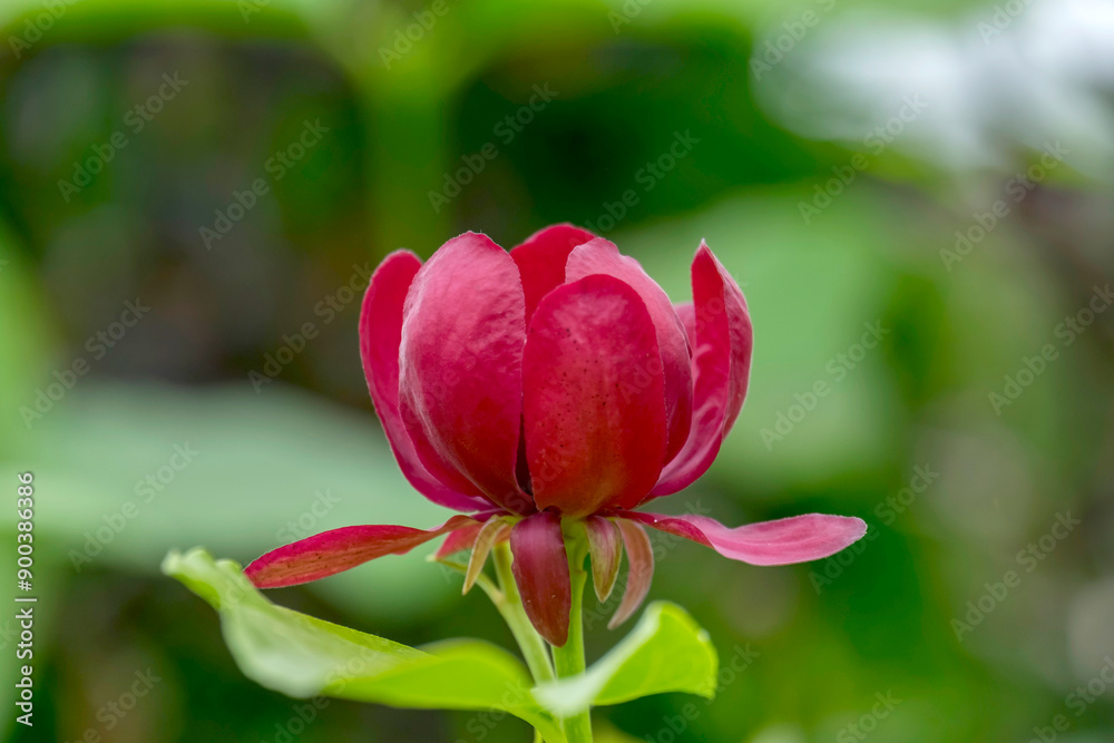 Echter Gewürzstrauch (Calycanthus floridus) Echter Gewürzstrauch (Calycanthus floridus)