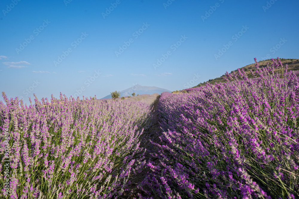 Obraz premium Lavanda San Felices Soria