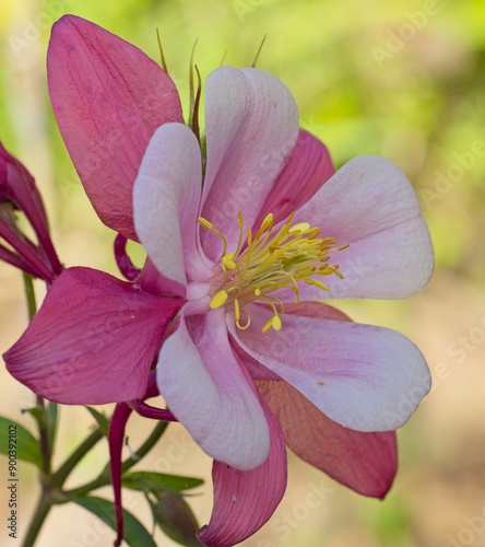 Columbine, Aquilegia coerulea, bicolour, Kirigami Rose & Pink, cultivated plant, close-up on a flower. photo