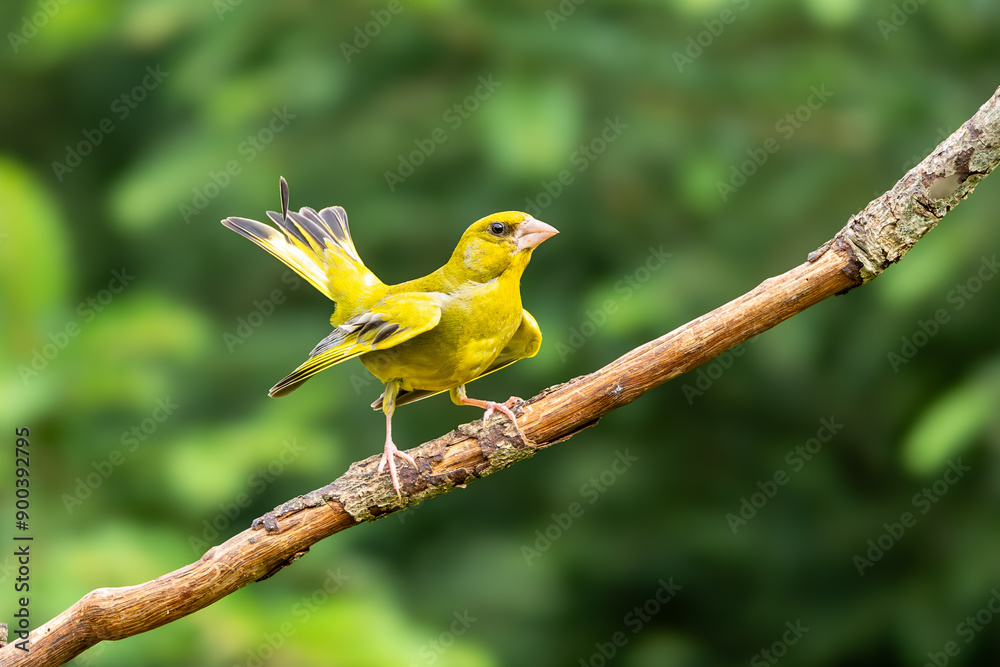 Close up of a very yellow Greenfinch, Chloris chloris, showing mating behavior with raised tail and half raised wings and bright eyes on a dead barked branch Close up of a very yellow Greenfinch, Chloris chloris, showing mating behavior with raised tail and half raised wings and bright eyes on a dead barked branch