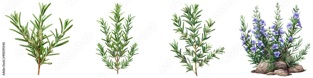 Fototapeta premium A vibrant collection of fresh herbs showcasing various species, perfect for culinary and decorative uses in any kitchen.