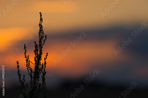 Aufnahme von Gräsern als Silhouette im Gegenlicht des Sonnenuntergangs photo