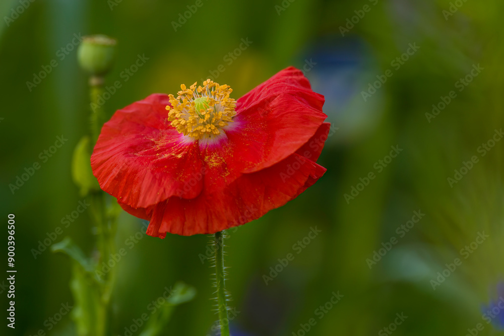 Aufnahme von Klatschmohn in einem Wildblumenfeld. Aufnahme von Klatschmohn in einem Wildblumenfeld.