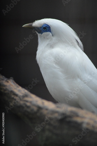 close up of a bird